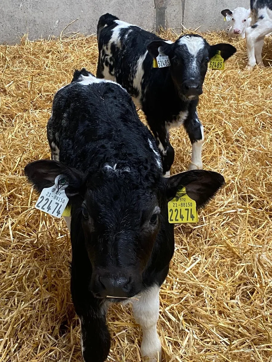 AI Bred Belgian Blue Bull Calves - Image 4