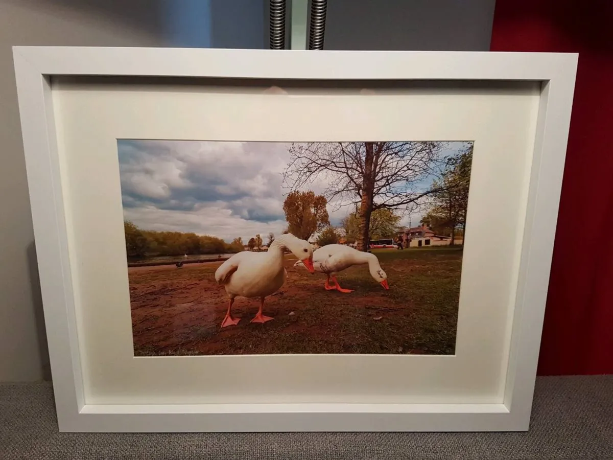 The Lough, Cork - Image 3