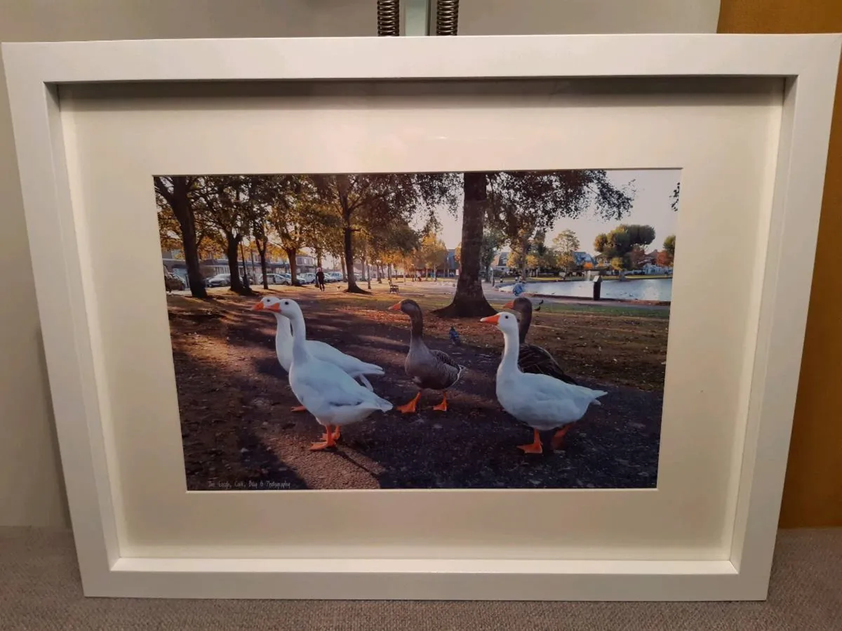 The Lough, Cork - Image 2