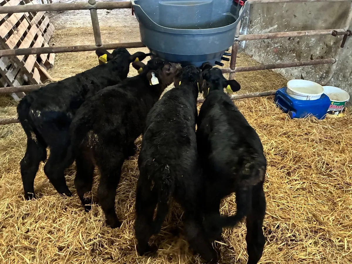 Angus Heifer Calves - Image 1