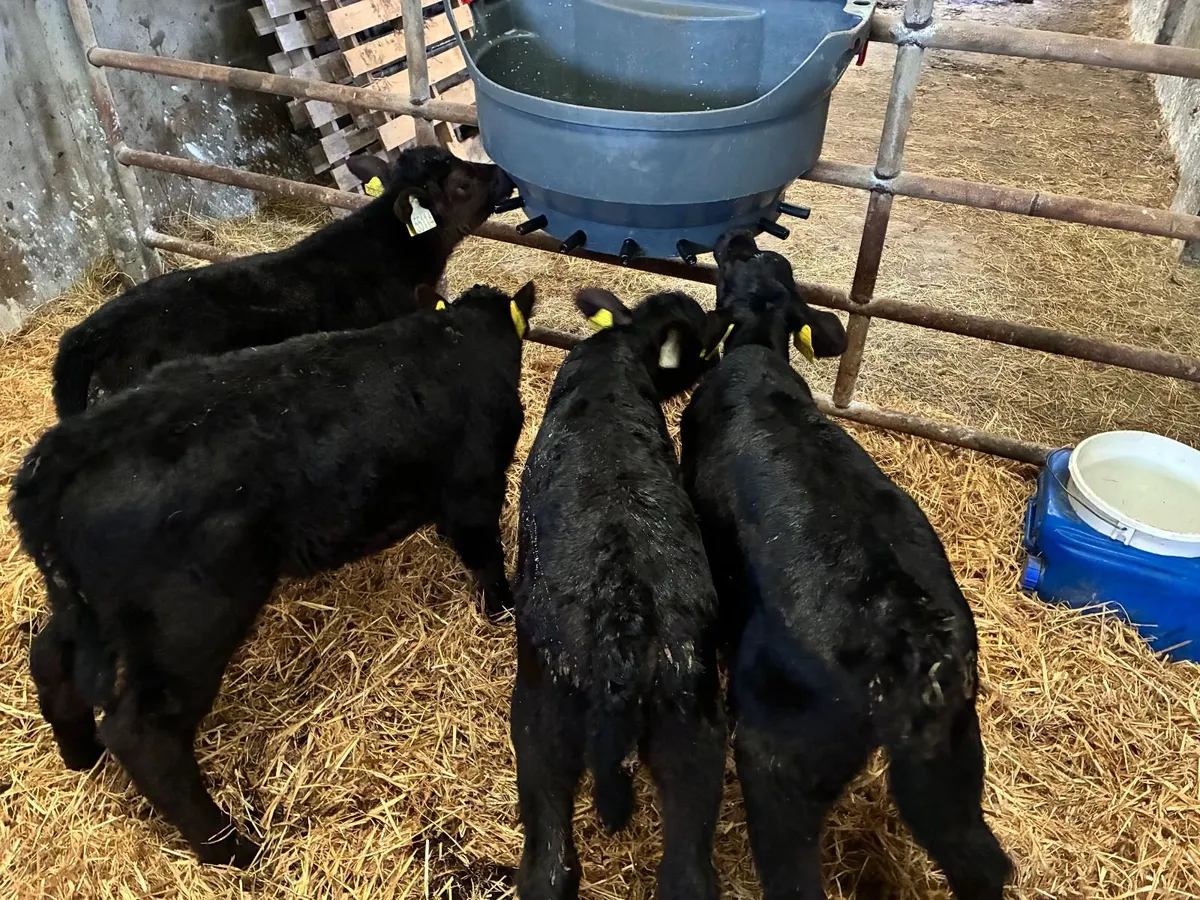 Angus Heifer Calves - Image 4