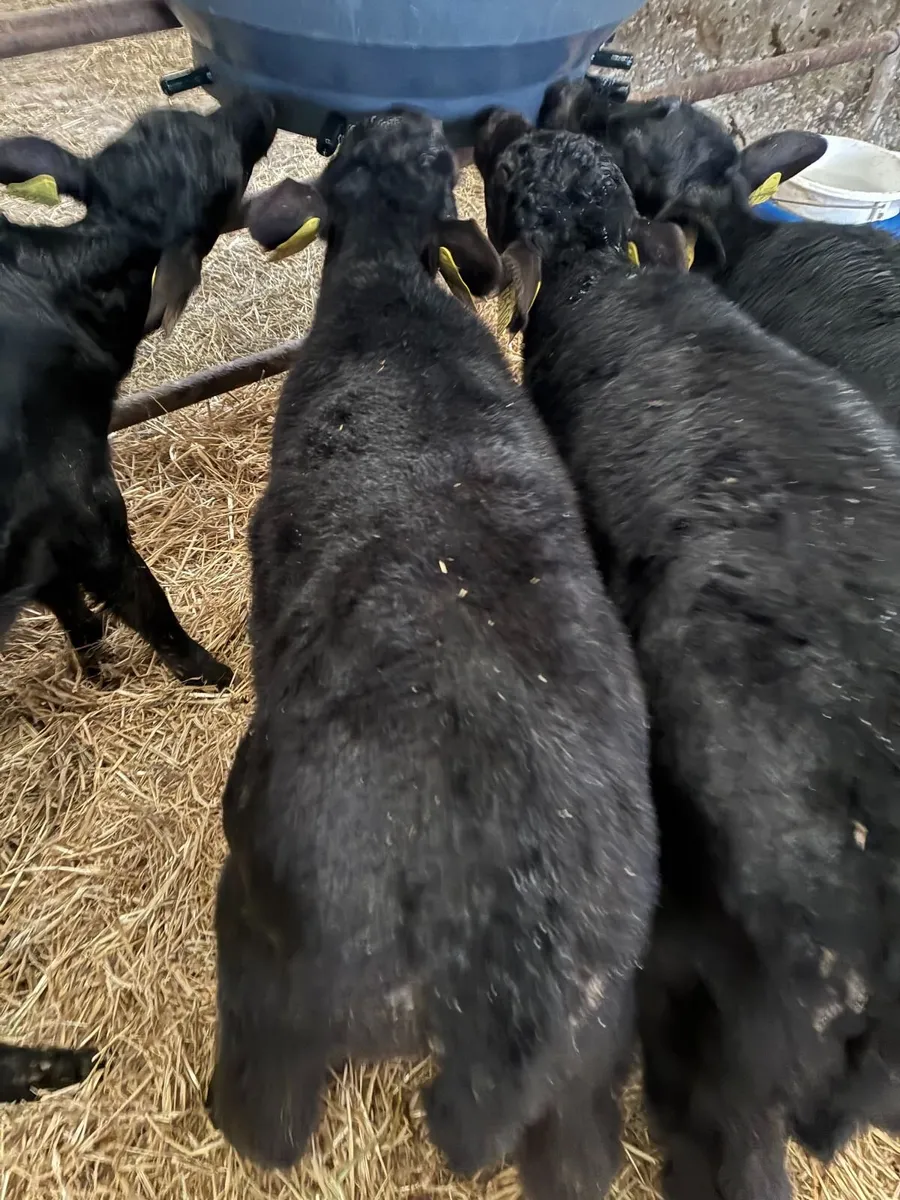 Angus Heifer Calves - Image 2
