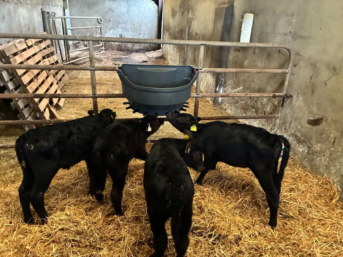 Angus Heifer Calves - Image 3