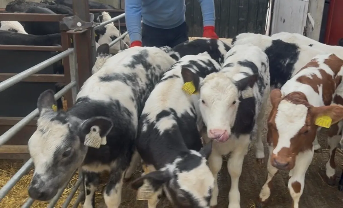 ❌proper blues hefiers ❌ - Image 1