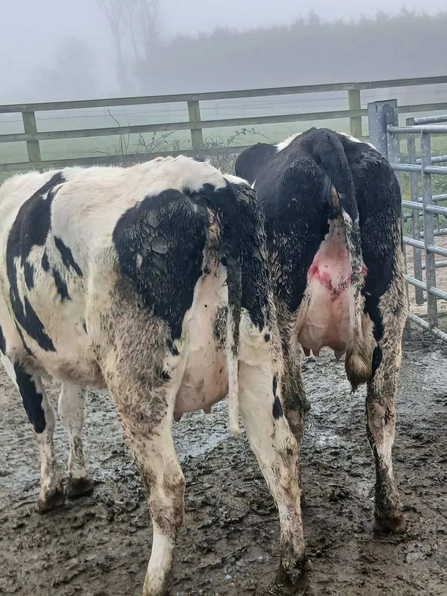 Freshly calved friesian  cows - Image 1