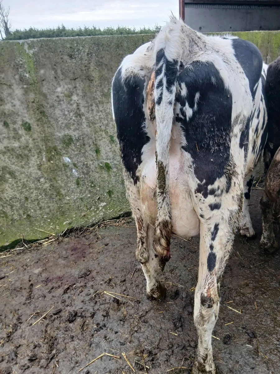 Freshly calved friesian  cows - Image 2