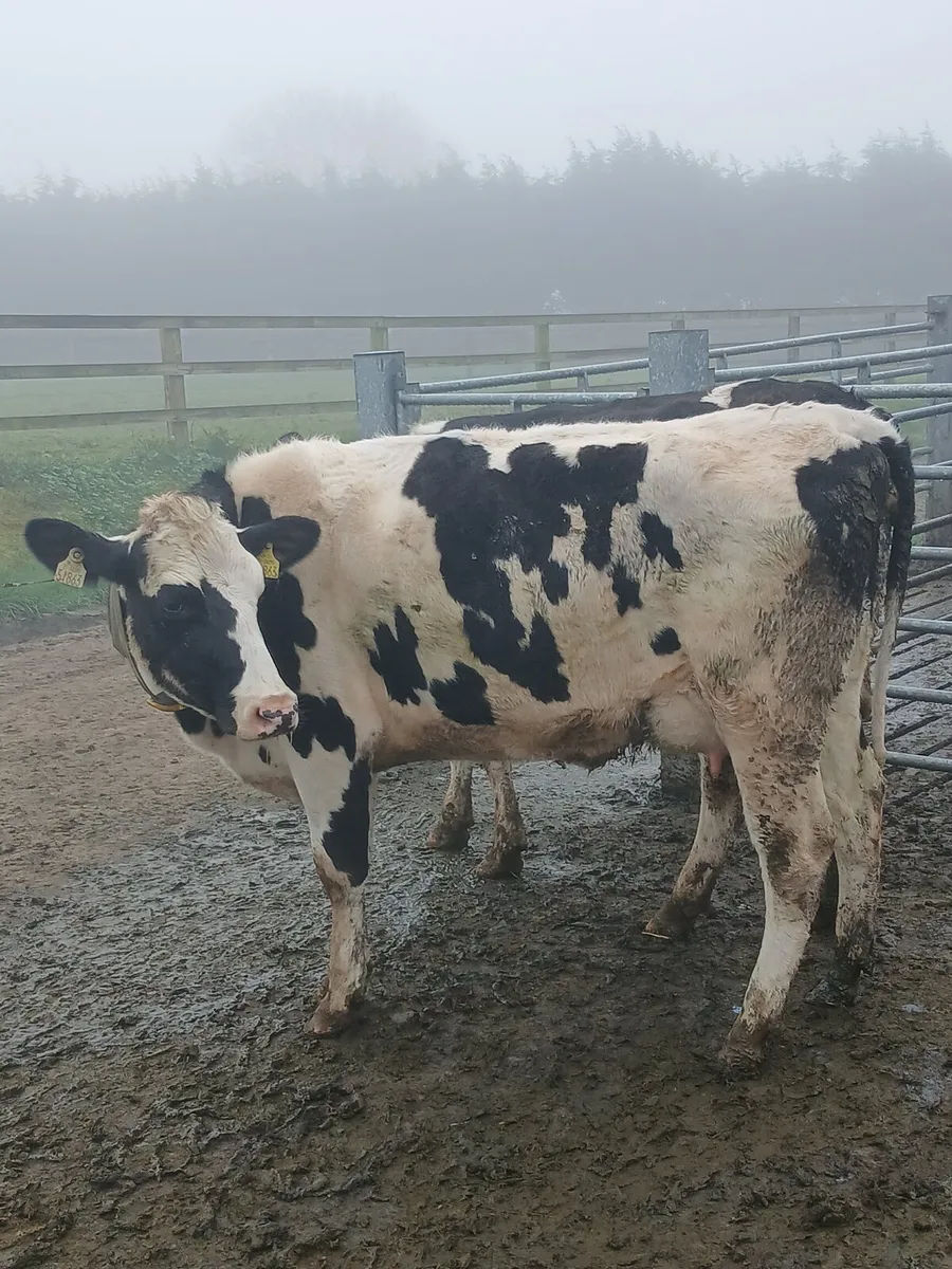 Freshly calved friesian  cows - Image 3
