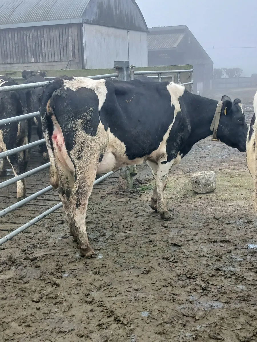 Freshly calved friesian  cows - Image 4