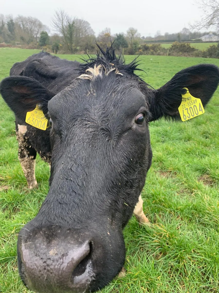 7 Calved British Friesian Hiefers for sale - Image 1