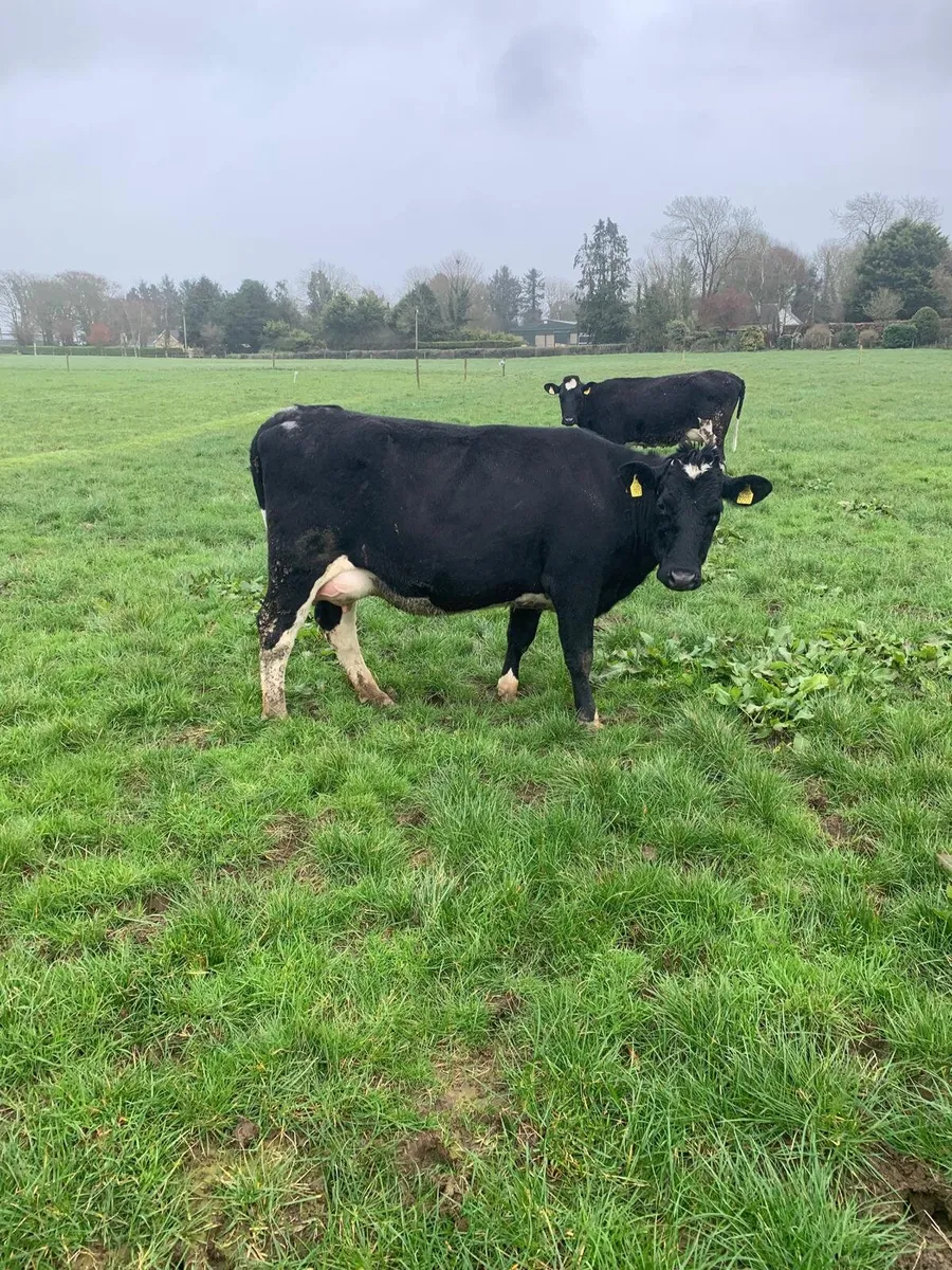 7 Calved British Friesian Hiefers for sale - Image 2