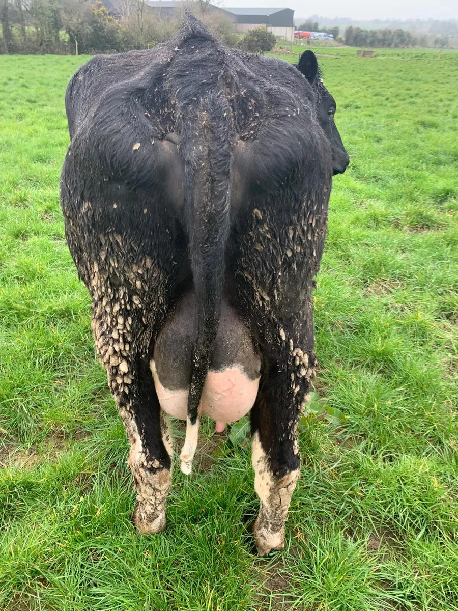 7 Calved British Friesian Hiefers for sale - Image 3