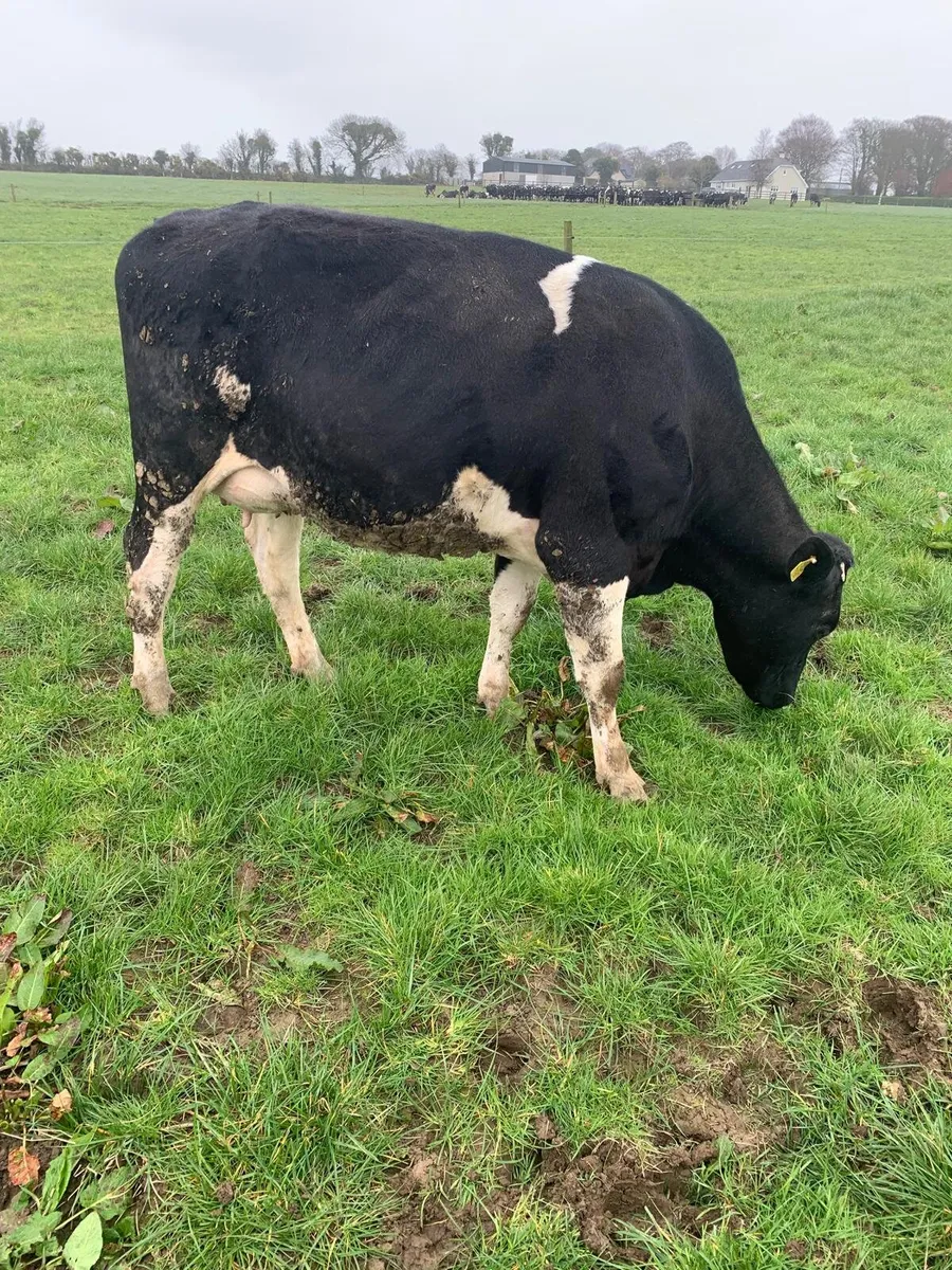 7 Calved British Friesian Hiefers for sale - Image 4