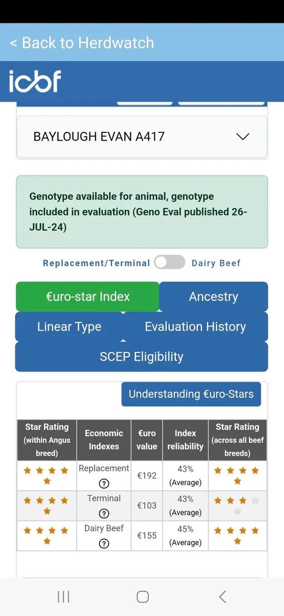 Pedigree Angus Bulls For Sale - Image 4