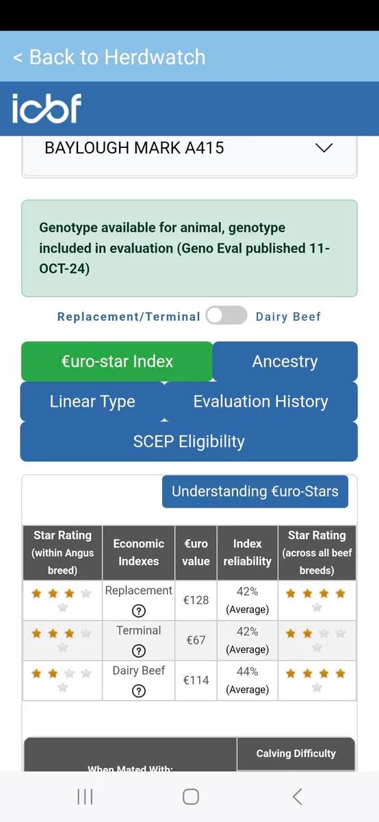 Pedigree Angus Bulls For Sale - Image 2