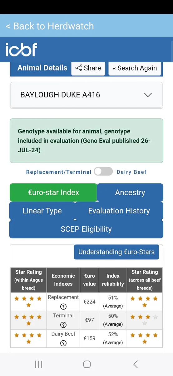 Pedigree Angus Bulls For Sale - Image 3