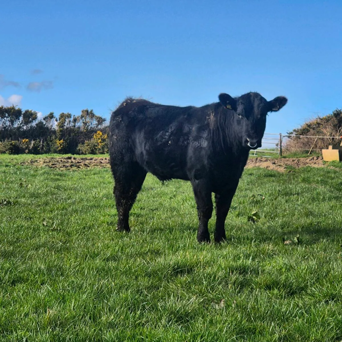 Pedigree Angus Bulls For Sale - Image 1