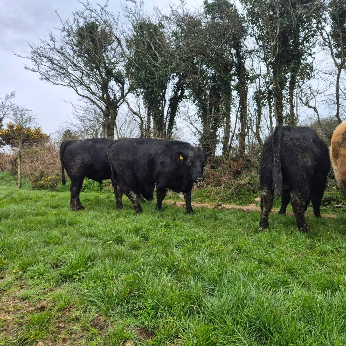Pedigree Angus Bulls For Sale - Image 1