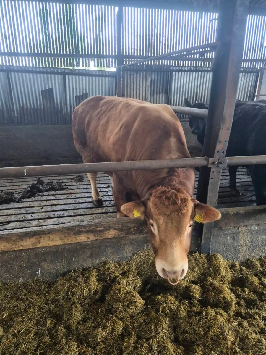 Limousin bull for sale - Image 3