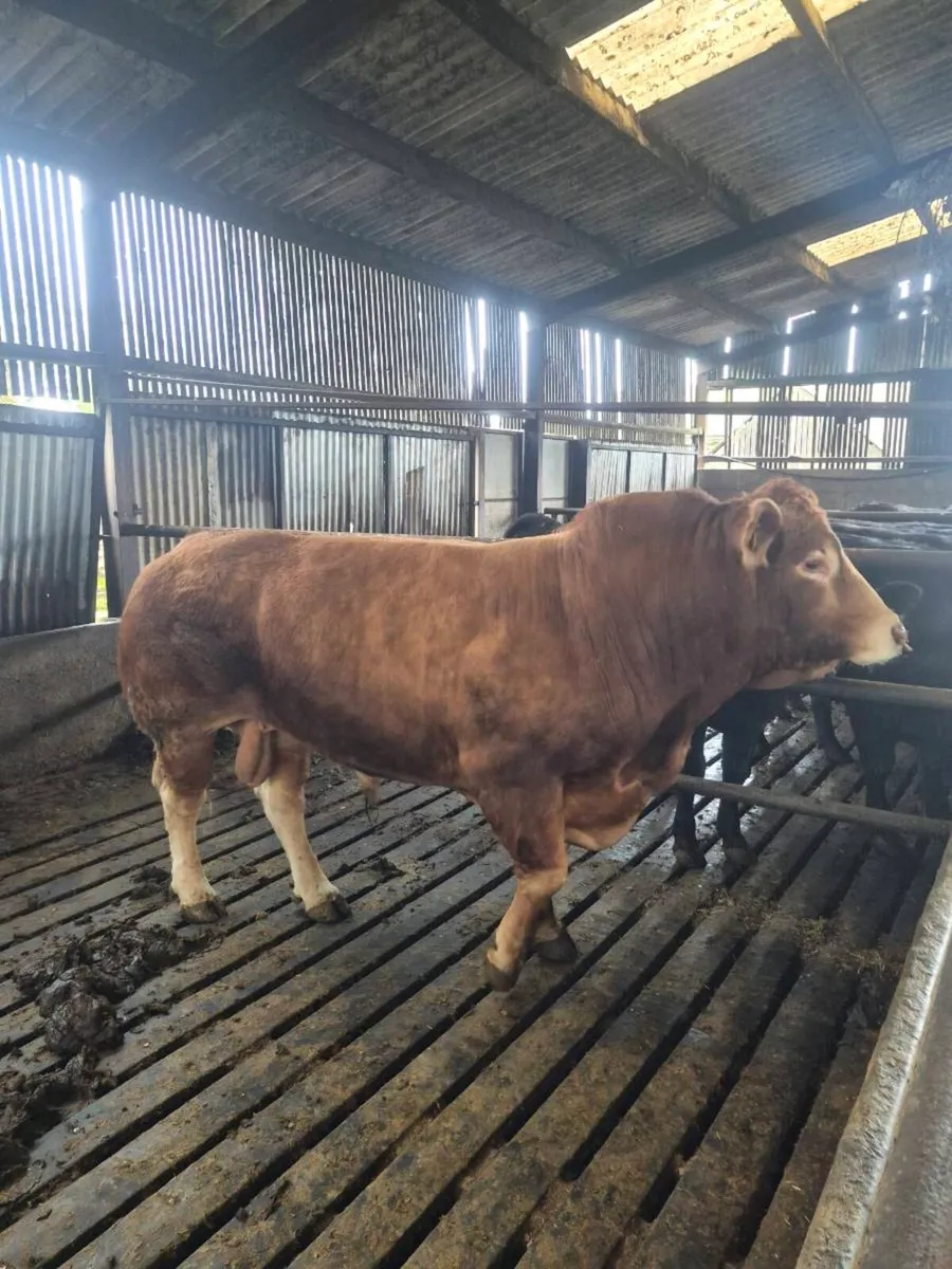 Limousin bull for sale - Image 1