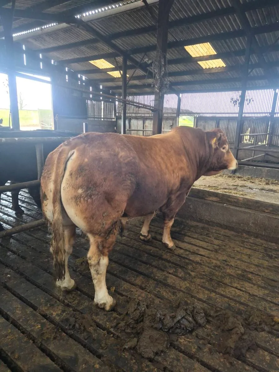 Limousin bull for sale - Image 4