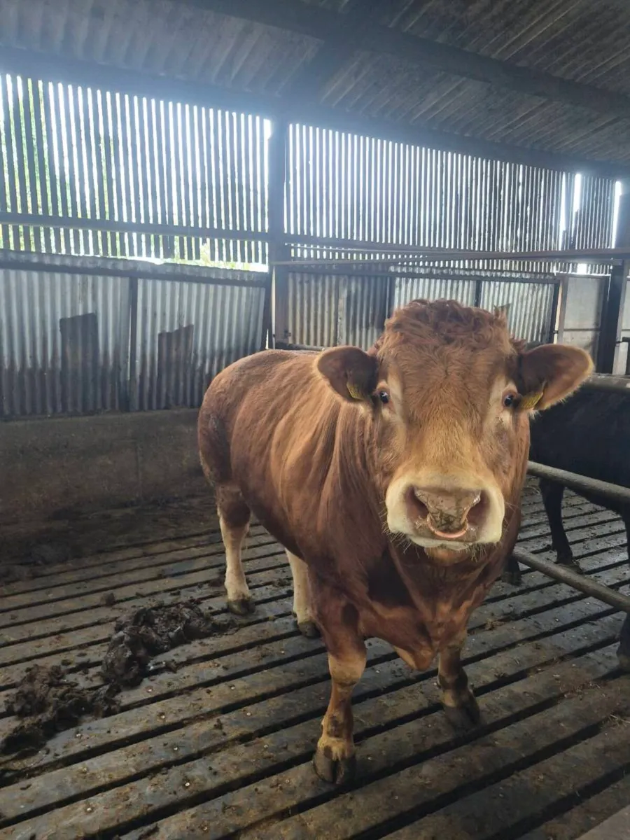 Limousin bull for sale - Image 2