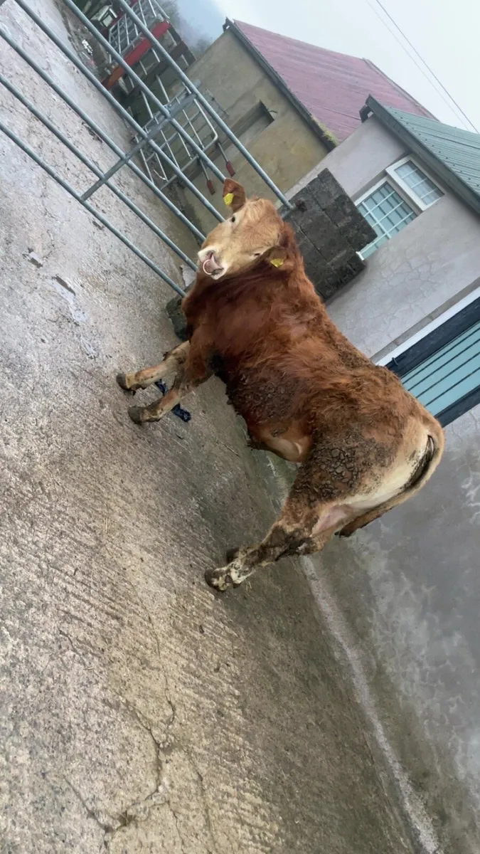 Pedigree young Bull - Image 1