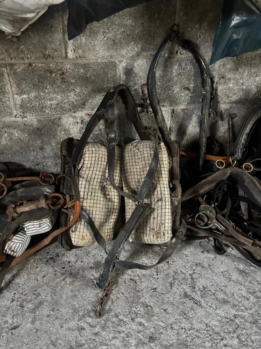Horse and Pony Equipment - Image 2