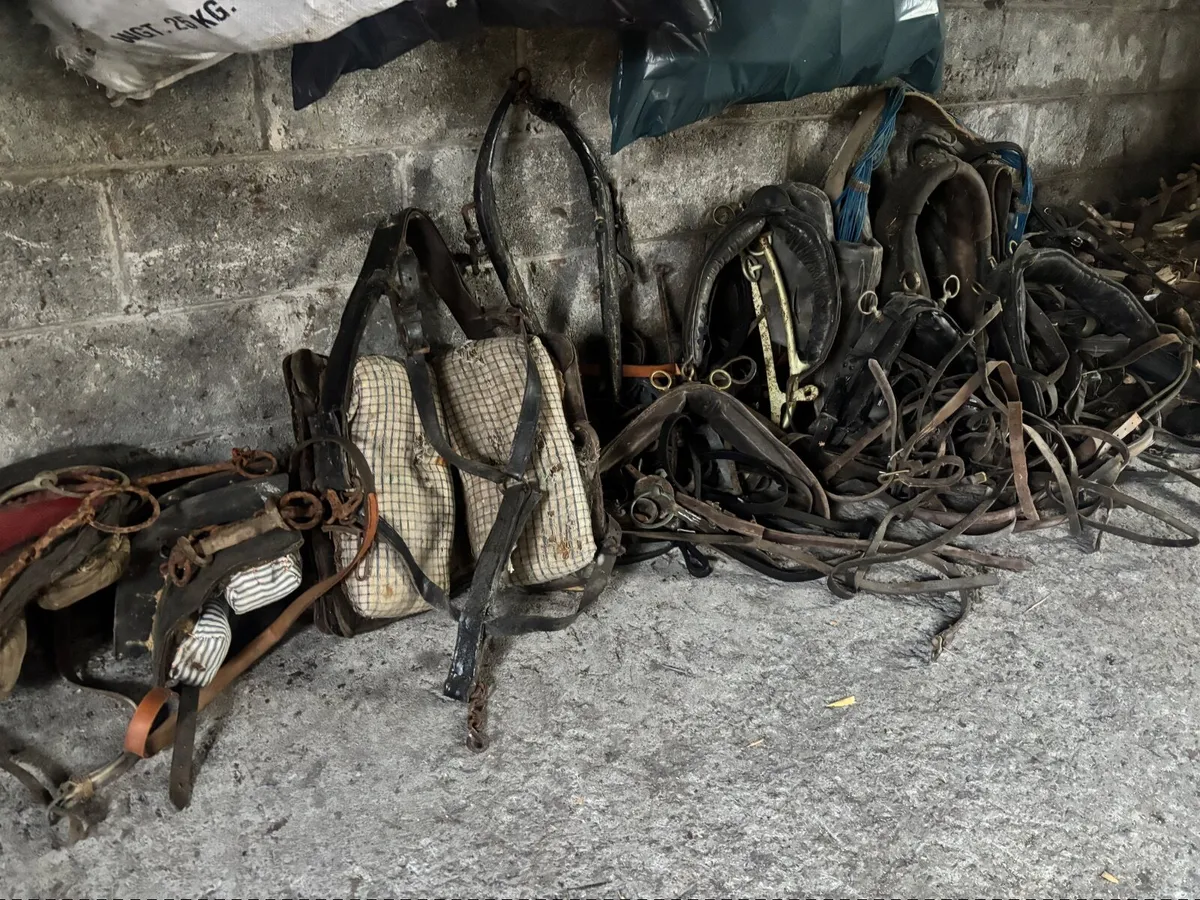 Horse and Pony Equipment - Image 3