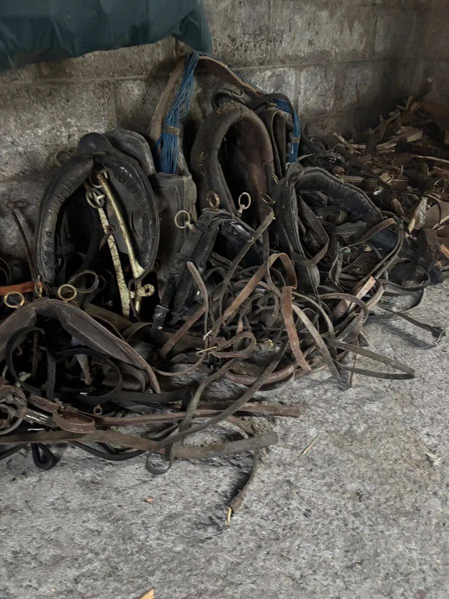 Horse and Pony Equipment - Image 1
