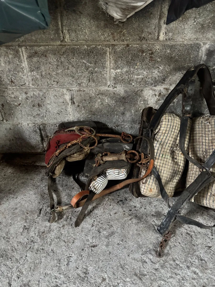 Horse and Pony Equipment - Image 4