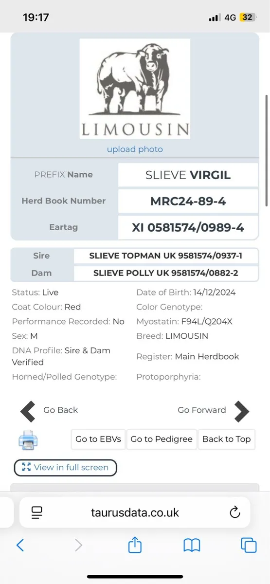 Pedigree young Bull - Image 3