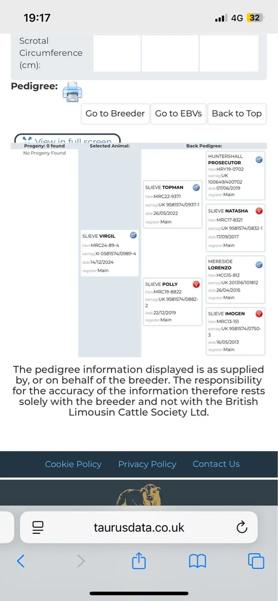 Pedigree young Bull - Image 4