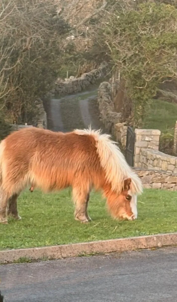 2 miniature falabella colts for sale - Image 2