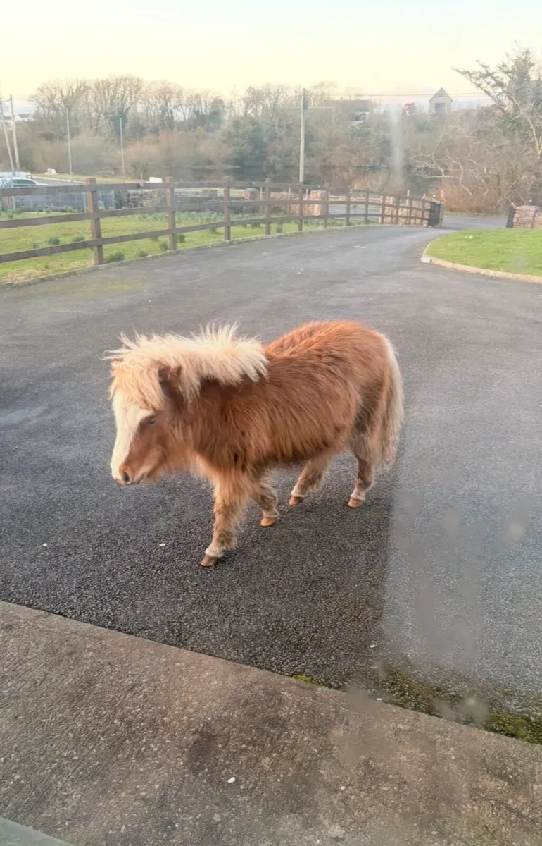 2 miniature falabella colts for sale - Image 3