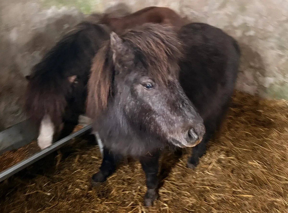 2 miniature falabella colts for sale - Image 4