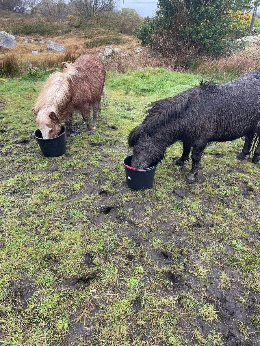 2 miniature falabella colts for sale - Image 1