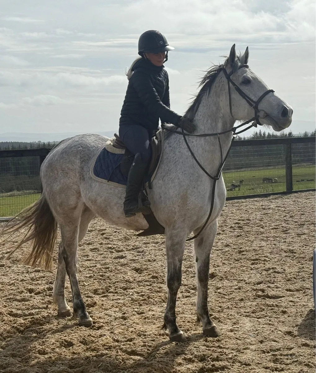 Allrounder - Image 4