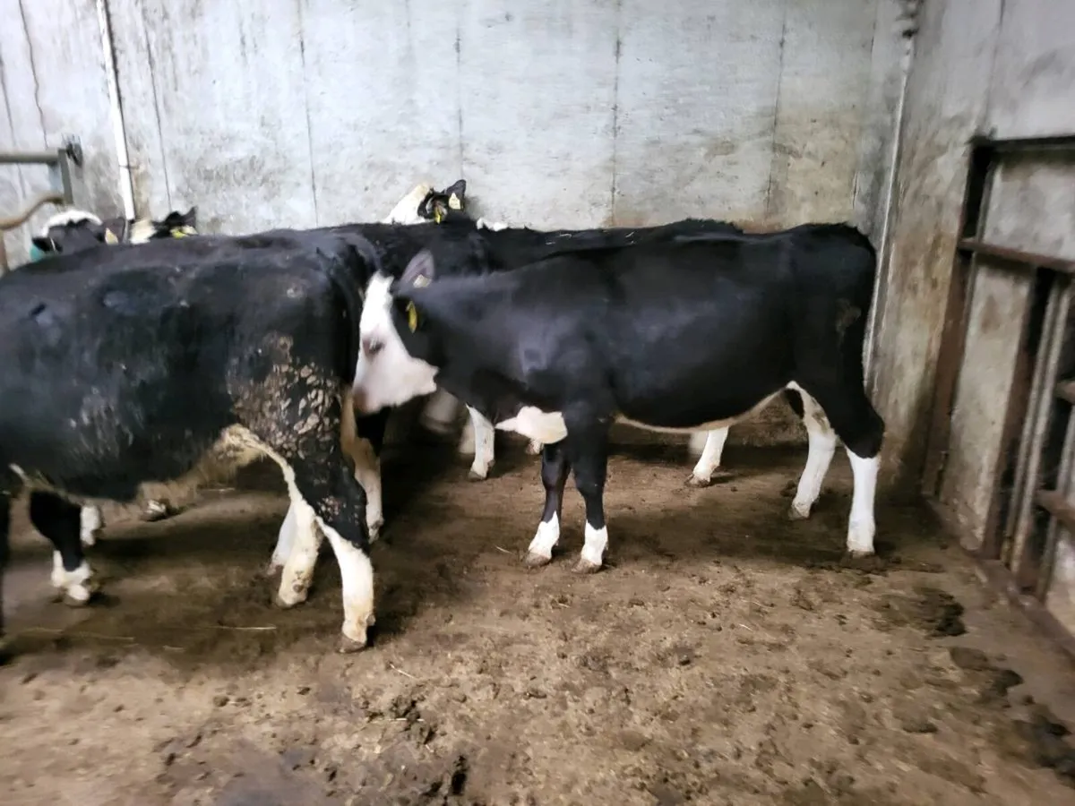 6 Whitehead Heifers - Image 1