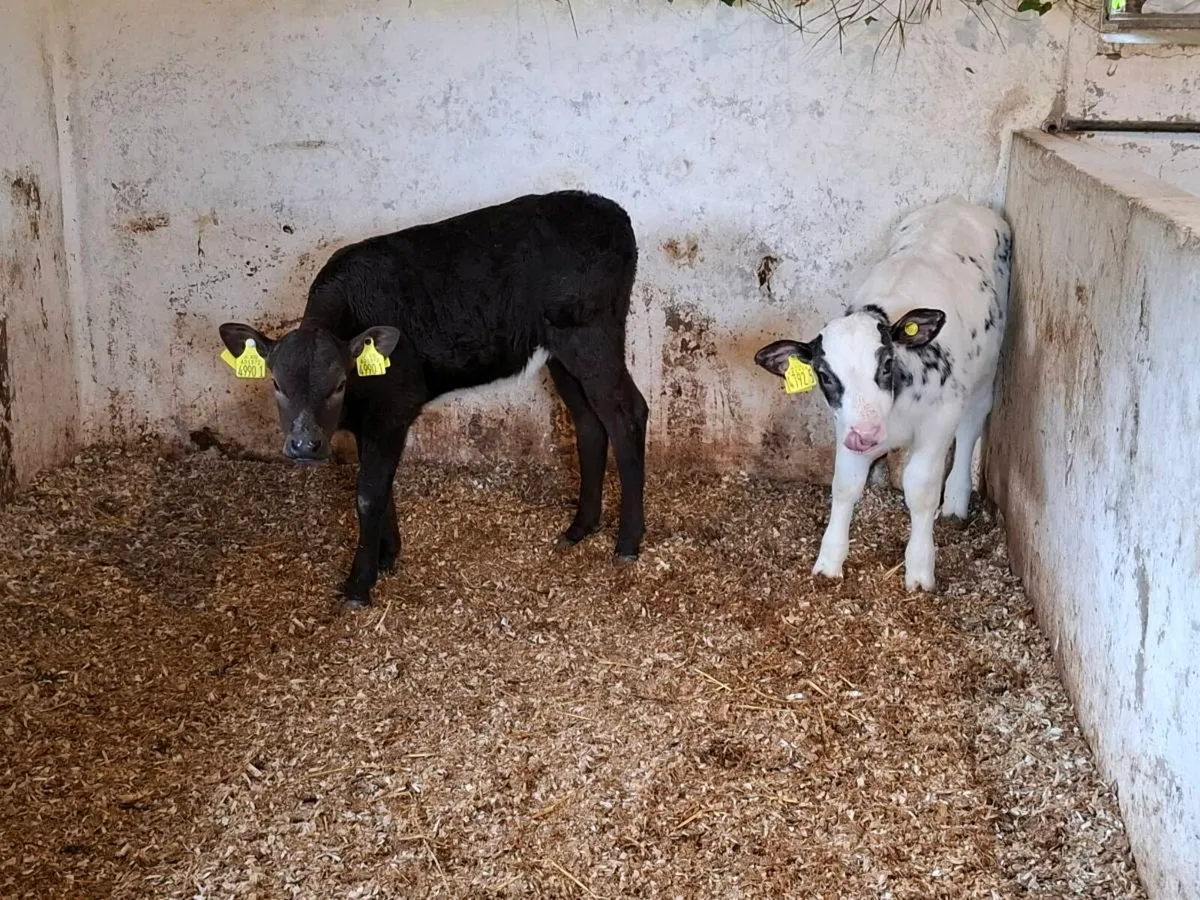 Calves for sale - Image 1