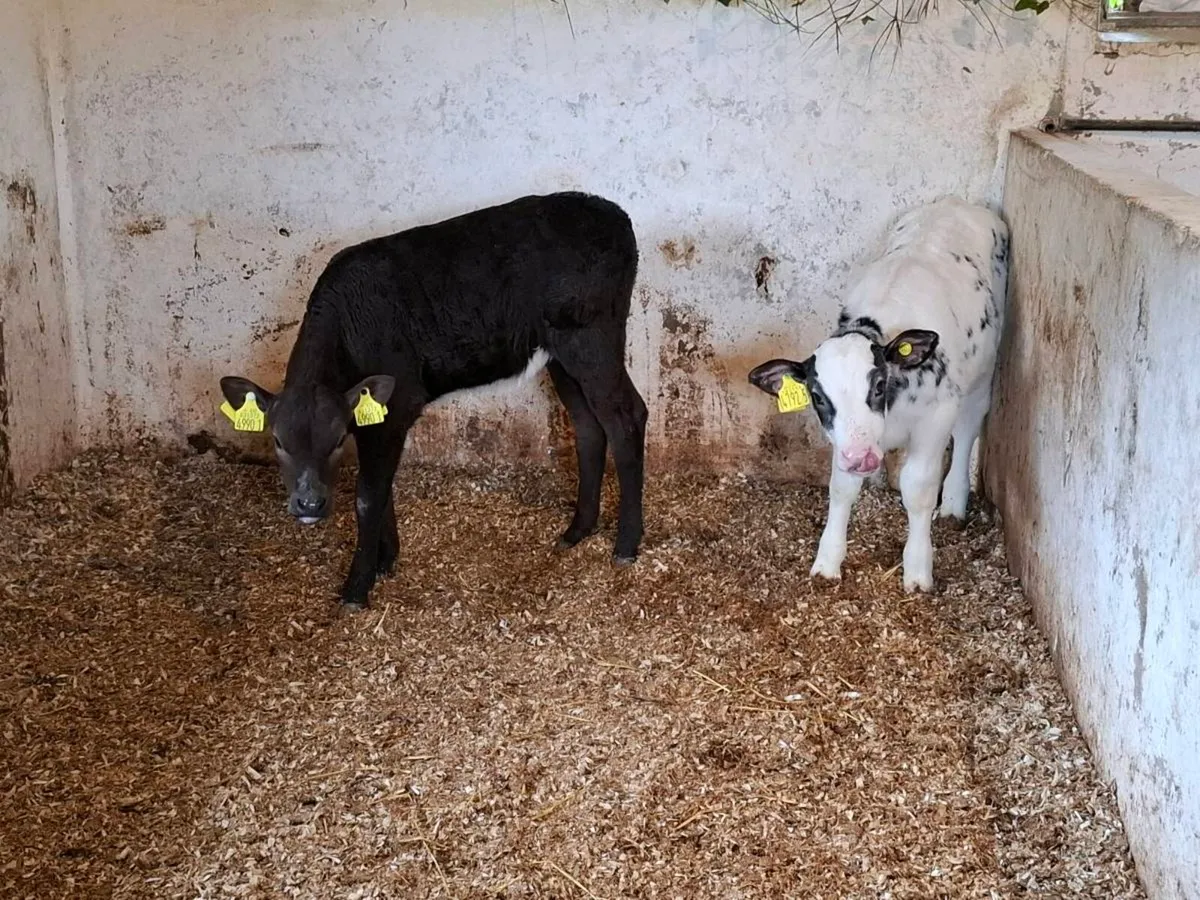 Calves for sale - Image 2