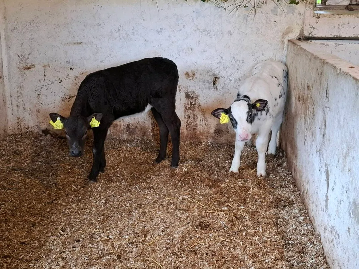Calves for sale - Image 3