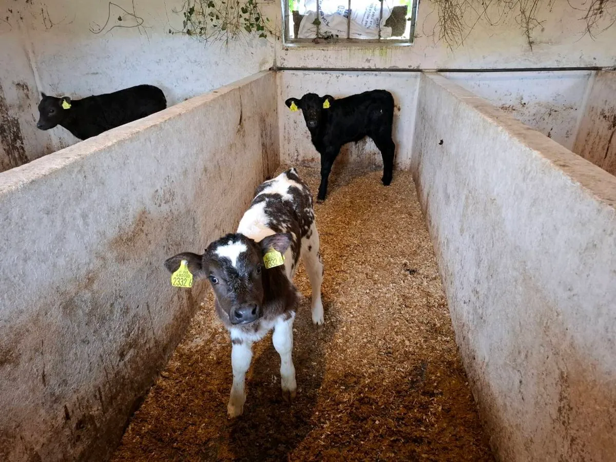 Calves for sale - Image 4