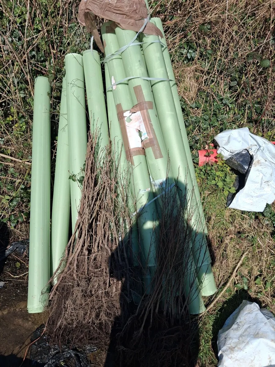 Trees and tree shelters