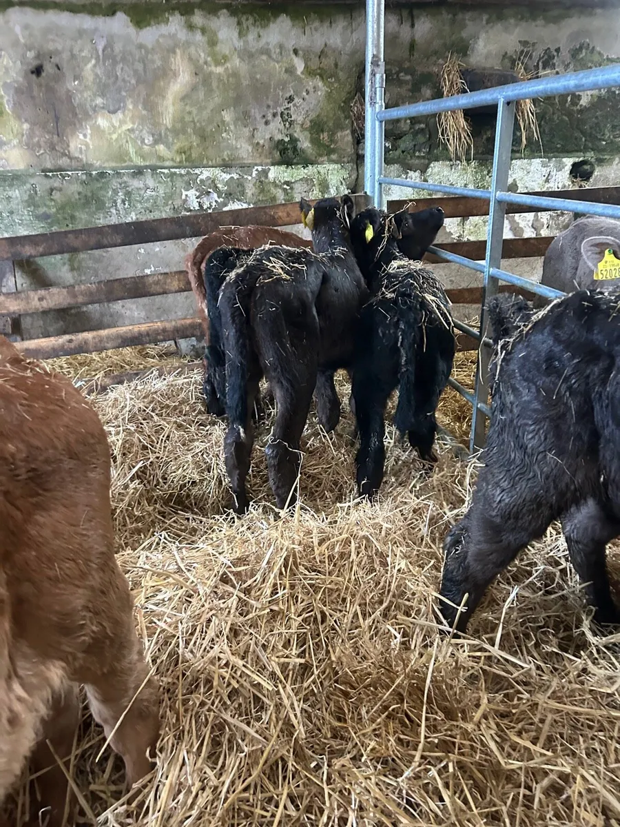 🌟4 Limosin heifer calves🌟No Moves - Image 3