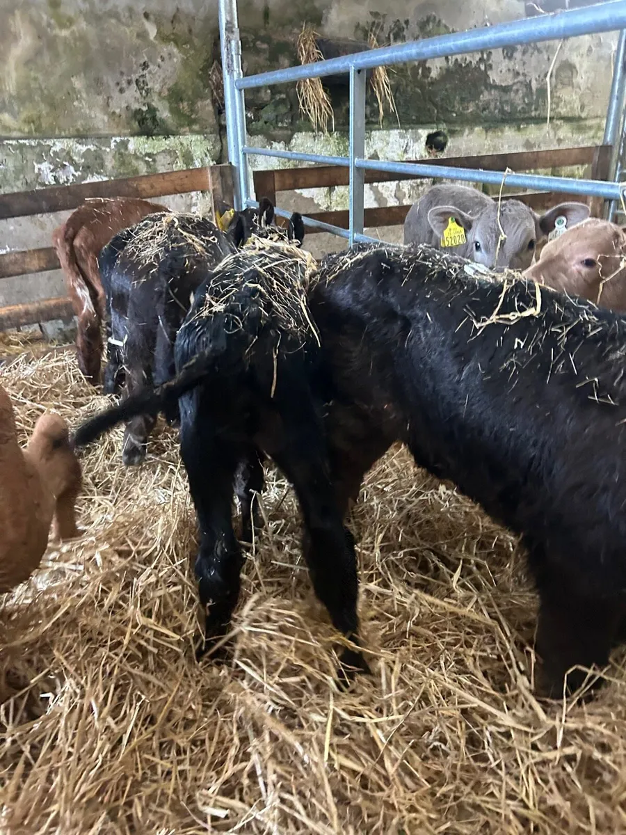 🌟4 Limosin heifer calves🌟No Moves - Image 4