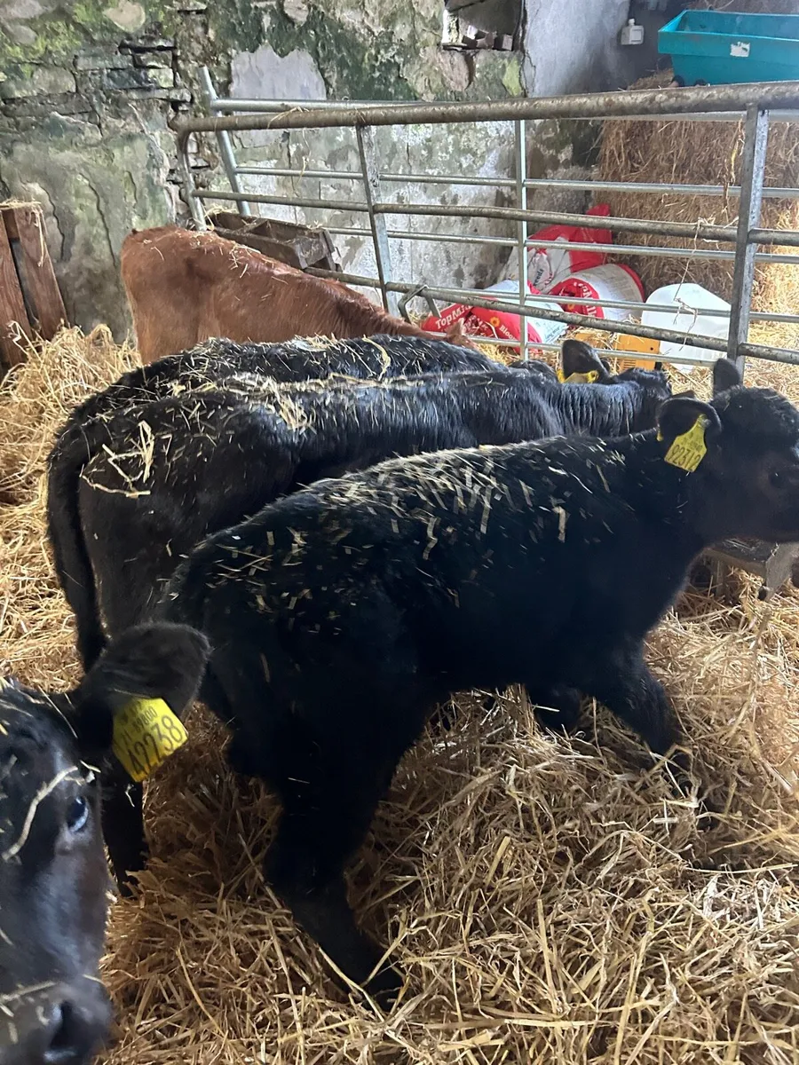 🌟4 Limosin heifer calves🌟No Moves - Image 1