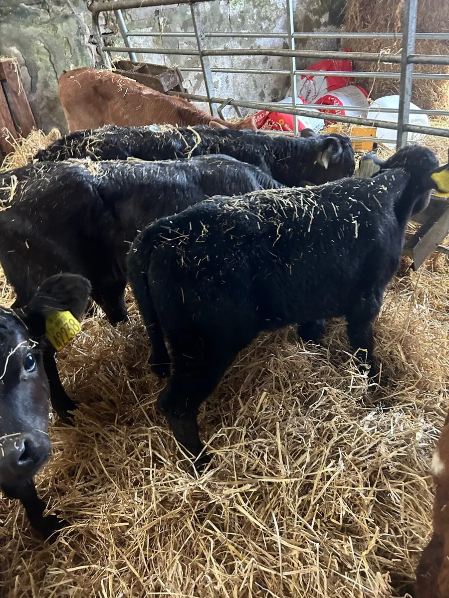 🌟4 Limosin heifer calves🌟No Moves - Image 2