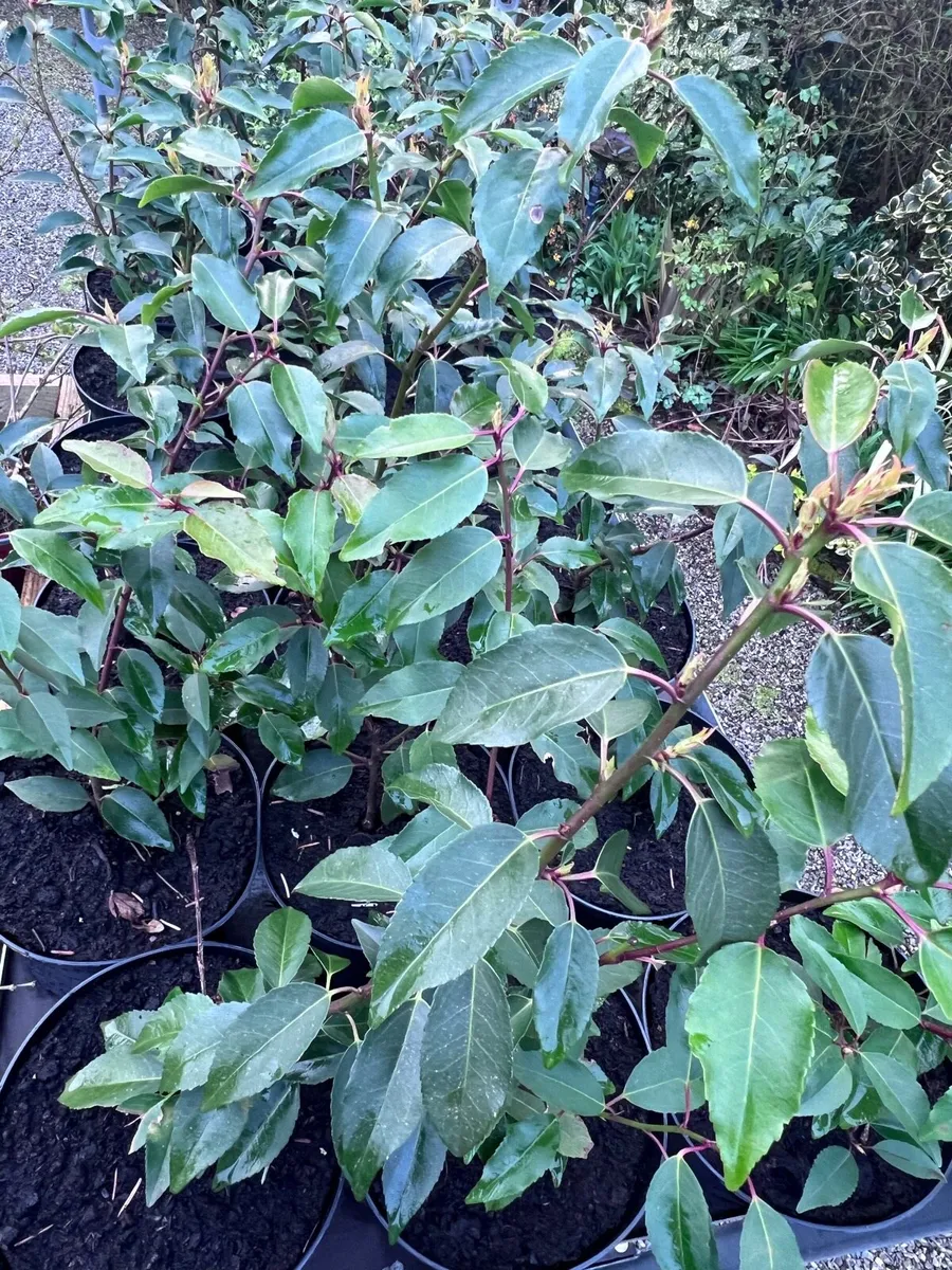 Portuguese Laurel - Image 1