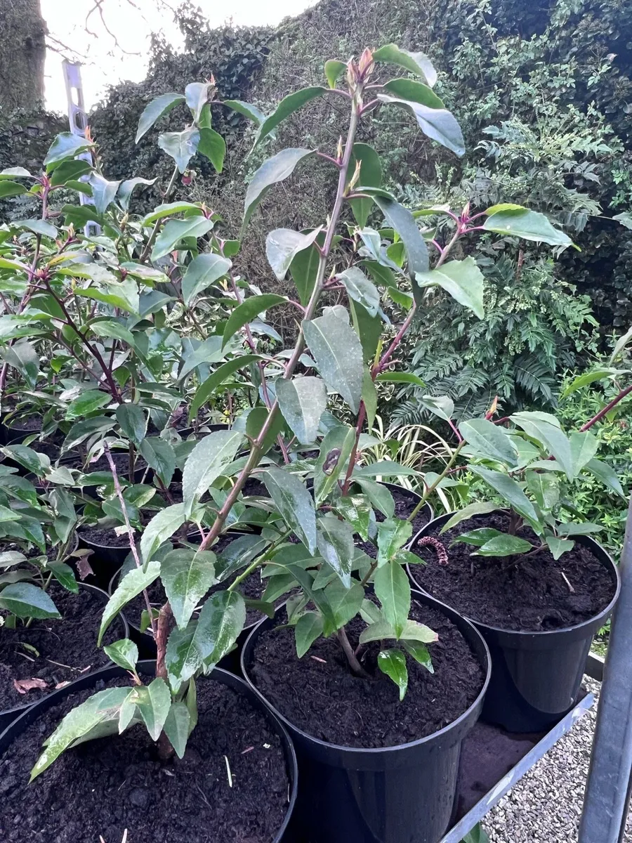 Portuguese Laurel - Image 2