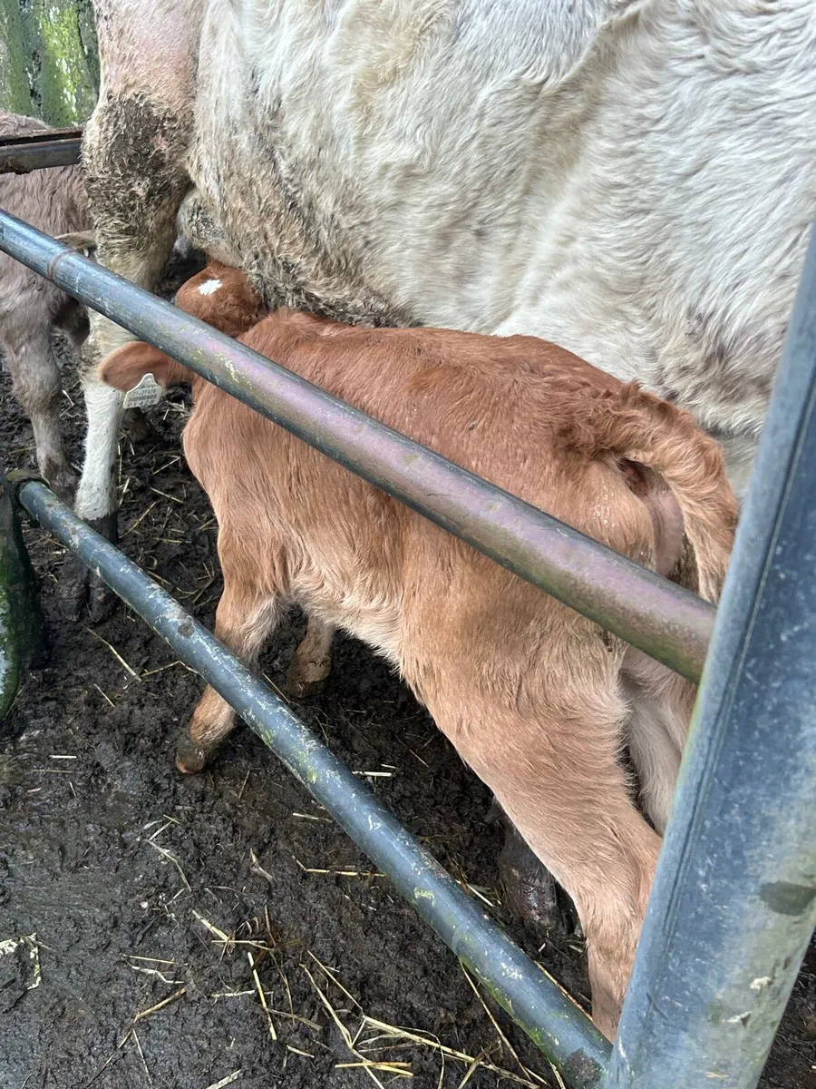 Suckler Bred limosin bull calf - Image 1